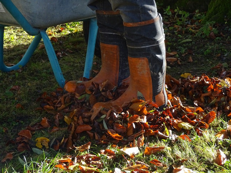 Herbstlaub 2016