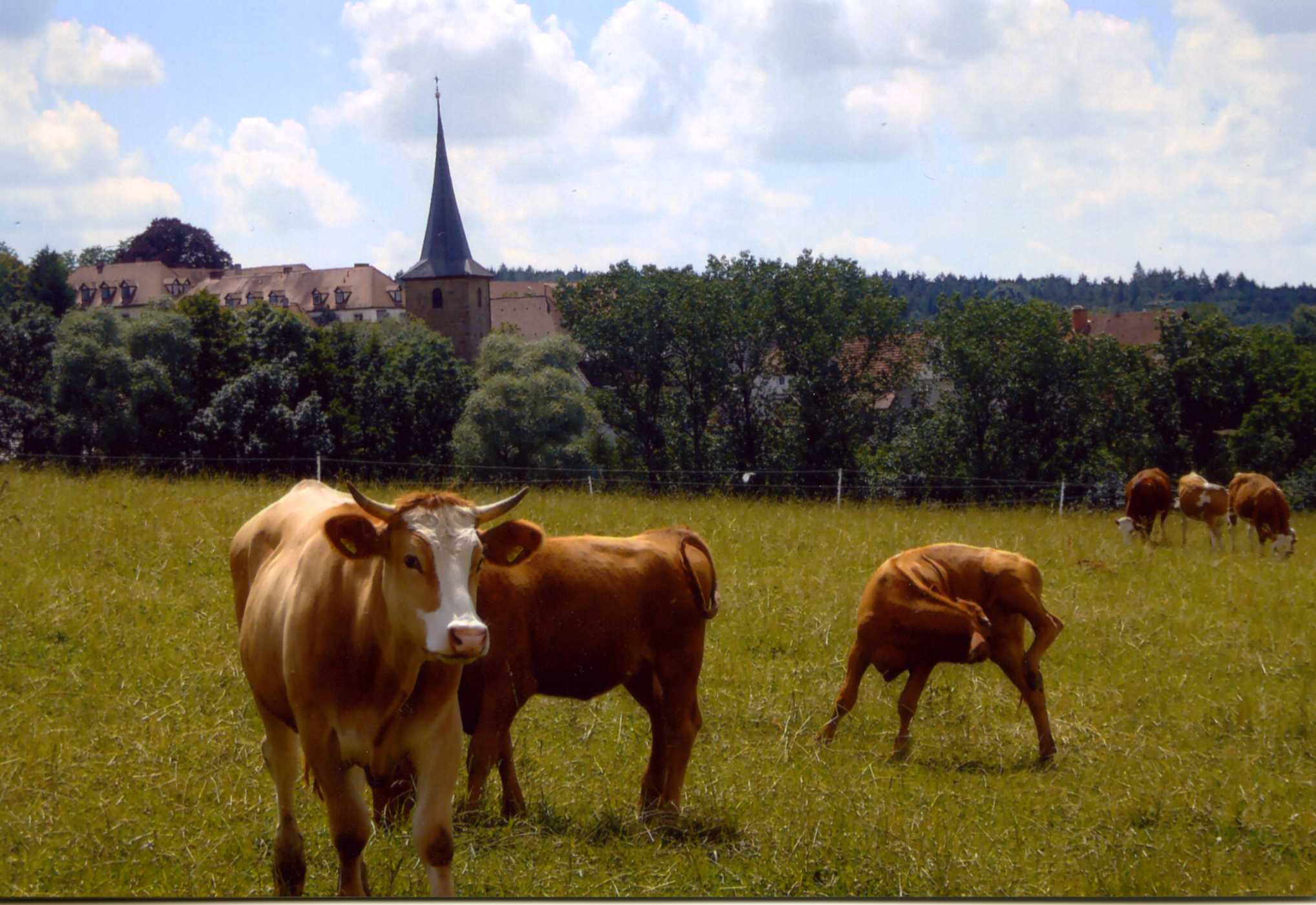 Rinder auf der Weide