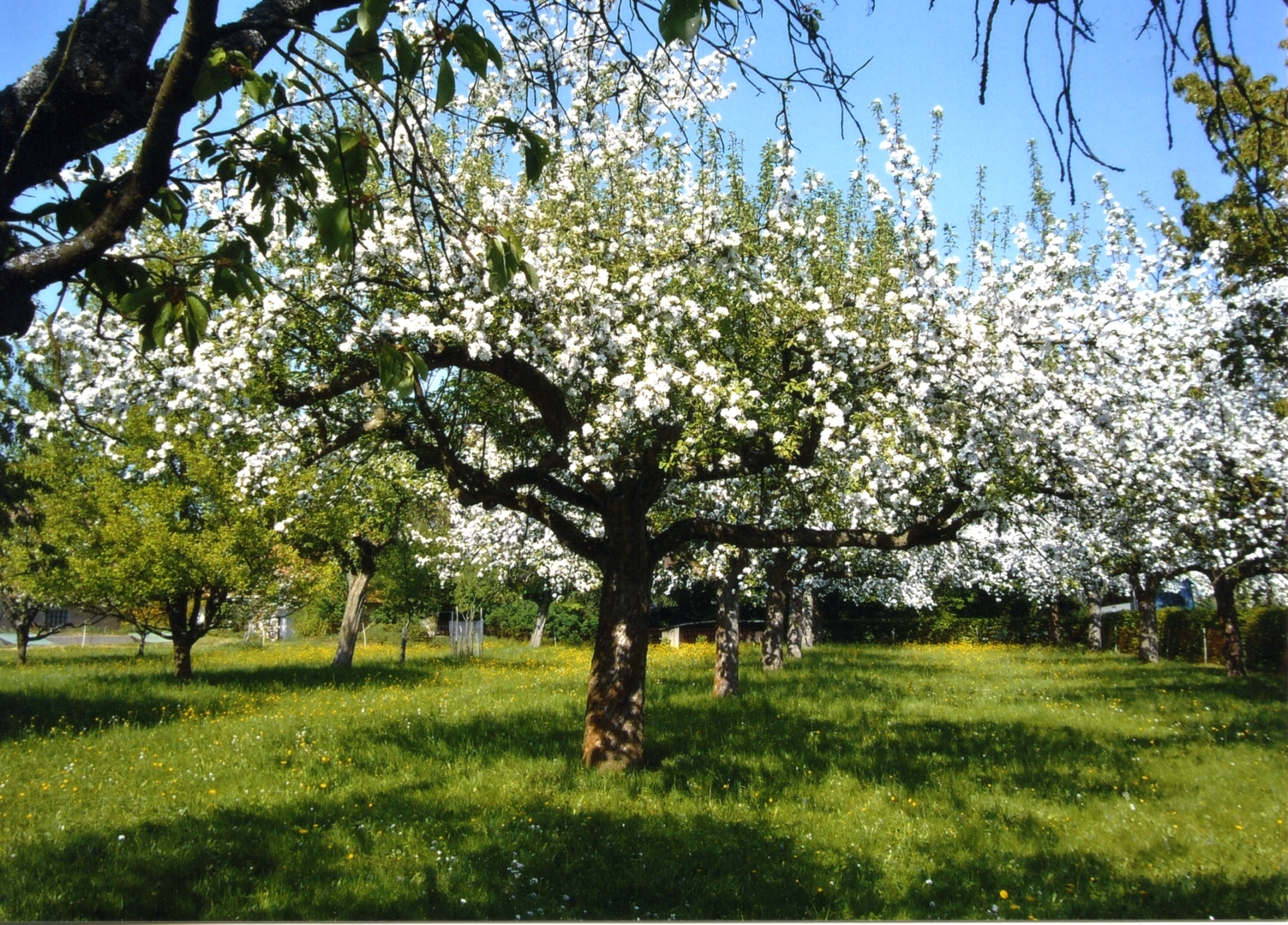 Streuobstbäume